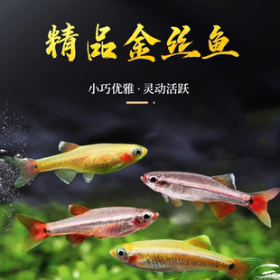 白云金丝冷水观赏鱼淡水灯鱼冬天无需加热好养能群游