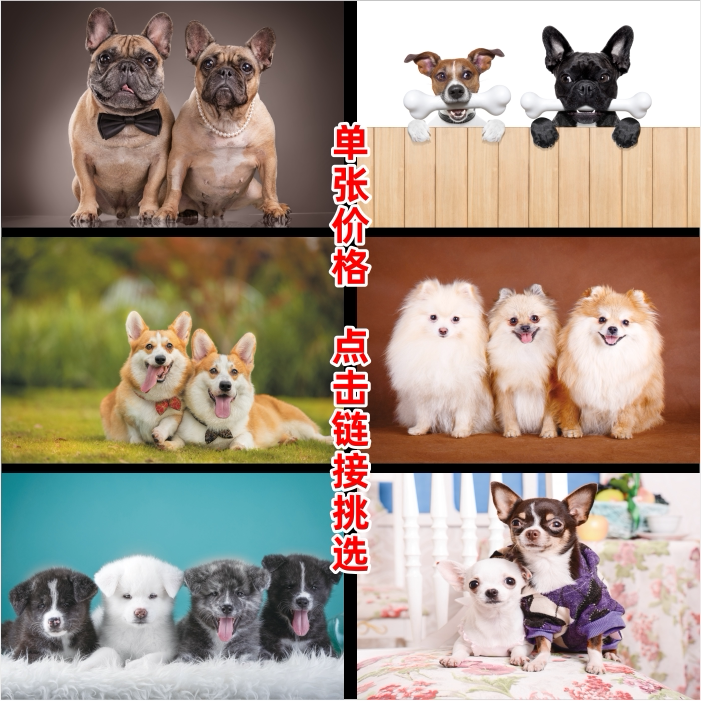 生肖狗海报儿童房可爱狗狗萌宠贴画宠物店装饰壁画小狗狗宠物图