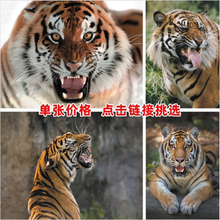 老虎海报动物猛虎头像客厅走廊墙贴装饰画利齿老虎贴画生肖图老虎
