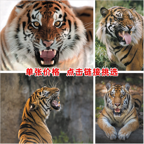 老虎海报动物猛虎头像客厅走廊墙贴装饰画利齿老虎贴画生肖图老虎