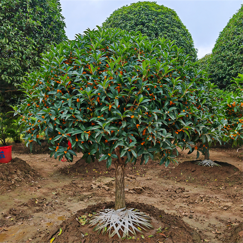 庭院嫁接桂花四季常青一物一拍