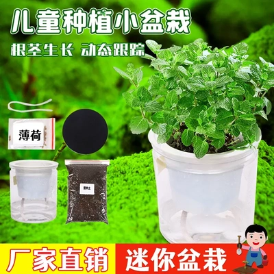 小盆栽种植区植物儿童diy观察体验种子蔬菜绿植种花卉礼物