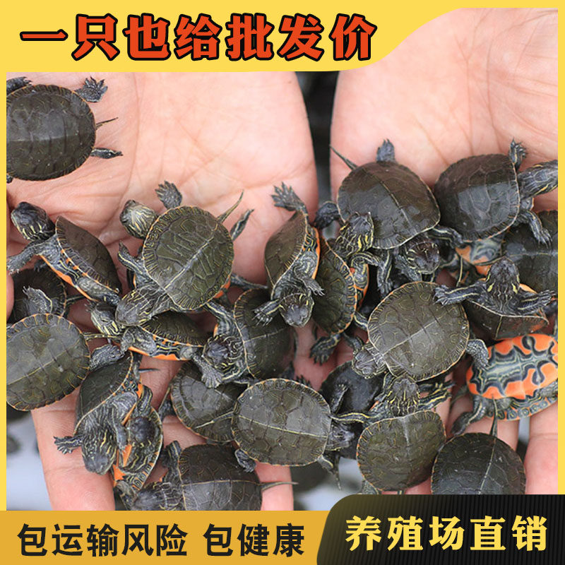 western painted turtle Tortoise living thing painted turtle painted turtle Deep turtle Pet turtle western painted turtle longevity living thingin the Pet/Pet food and supplies , Aqua World , Turtle/Turtle  category - from Buy2taobao.com to provide professional Taobao agent buy service