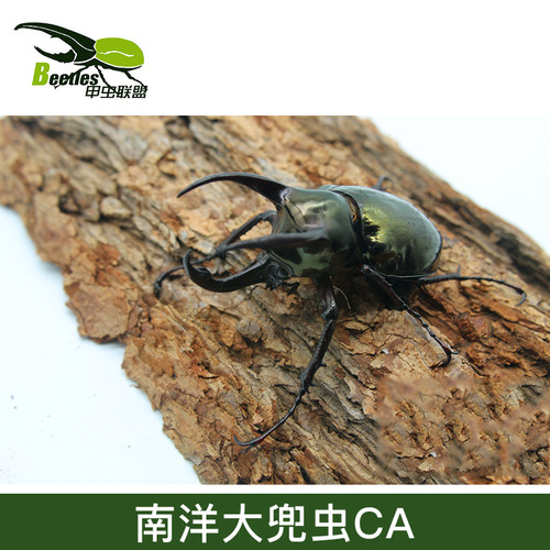 Ca南洋大兜虫甲虫联盟