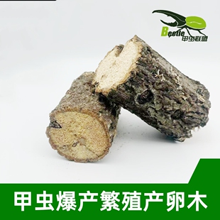 甲虫产卵木锹形虫成虫爆产繁殖木产木枫香栎木树种幼虫食材批发