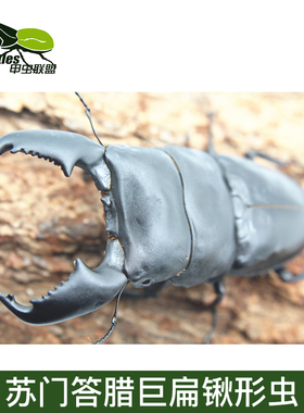 苏门答腊巨扁锹形虫成虫DDAT血统活体宠物独角仙长戟南洋战神兜虫