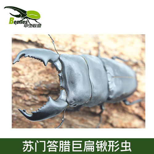 苏门答腊巨扁锹形虫ddat血统活体