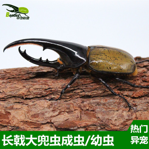 长戟大兜虫毛象独角仙