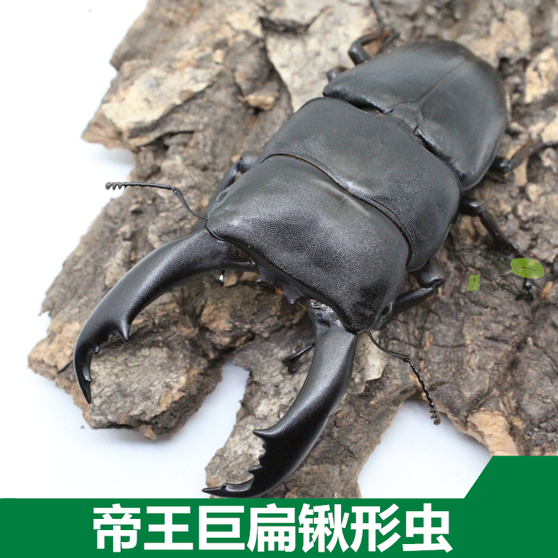 锹形虫大兜虫甲虫联盟