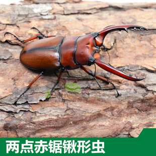两点赤锯锹形虫成虫 独角仙幼虫国产精品另有长戟南洋毛象美他