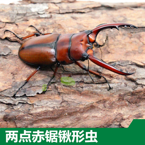 红色昆虫锯锹甲虫独角仙