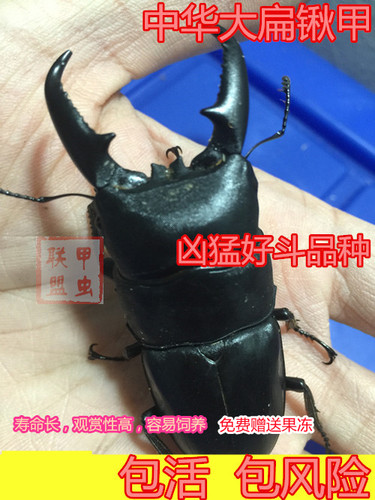 中国大扁锹价格 中国大扁锹图片 星期三