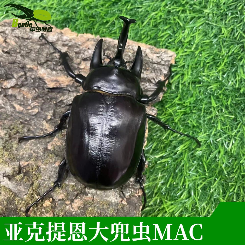 亚克提恩大兜独mac亚种甲虫爬宠活体锹形虫昆虫锹甲独角仙兜虫
