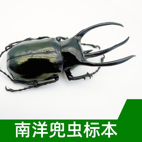 南洋大兜虫Cak标本原虫未正姿干燥处理真昆虫甲虫标本cah cam 等