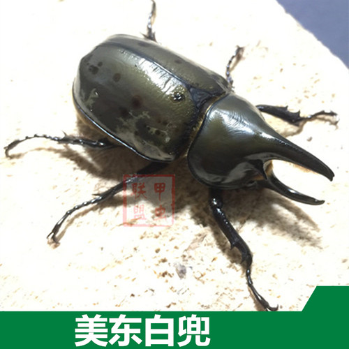 大兜虫幼虫美东白兜甲虫联盟