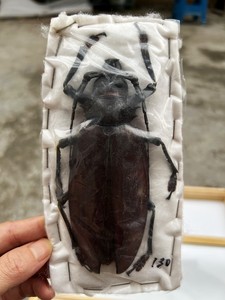 泰坦长牙薄翅天牛标本真昆虫
