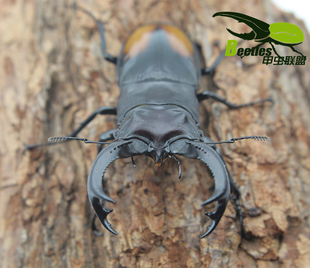 活体橘背叉角锹形虫成虫另有长戟南洋战神巴拉望巨鄂牛头苏门战神