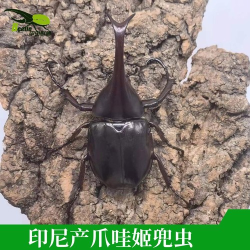 印尼爪哇岛产姬兜虫成虫印尼姬兜另有独角仙南洋长戟战神成虫幼虫