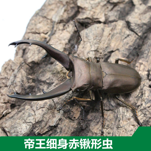 虫大兜成虫价格 虫大兜成虫图片 星期三