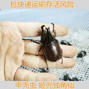国产姬兜虫成虫翘角红河哈尼甲虫独角仙锹甲另有长戟战神亚克毛象