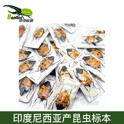 吉丁虫人面椿精选百种真实甲虫昆虫蝴蝶金龟子蜻蜓独角仙螳螂标本