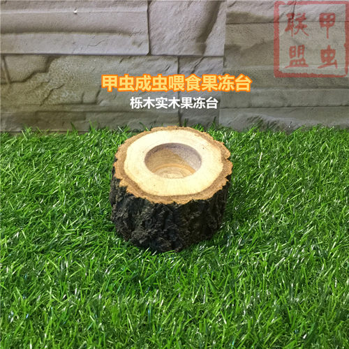 手工栎木双孔活体兜虫促销独角仙