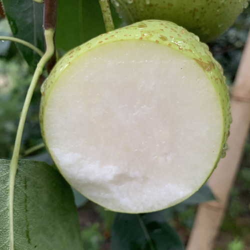 砀山老树皇冠梨新鲜水果10斤