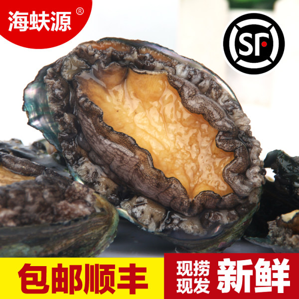 现捞现发 海蚨源 青岛灵山岛鲜活现捞野生大鲍鱼 500g（10~12头）天猫优惠券折后￥59顺丰包邮（￥89-30）