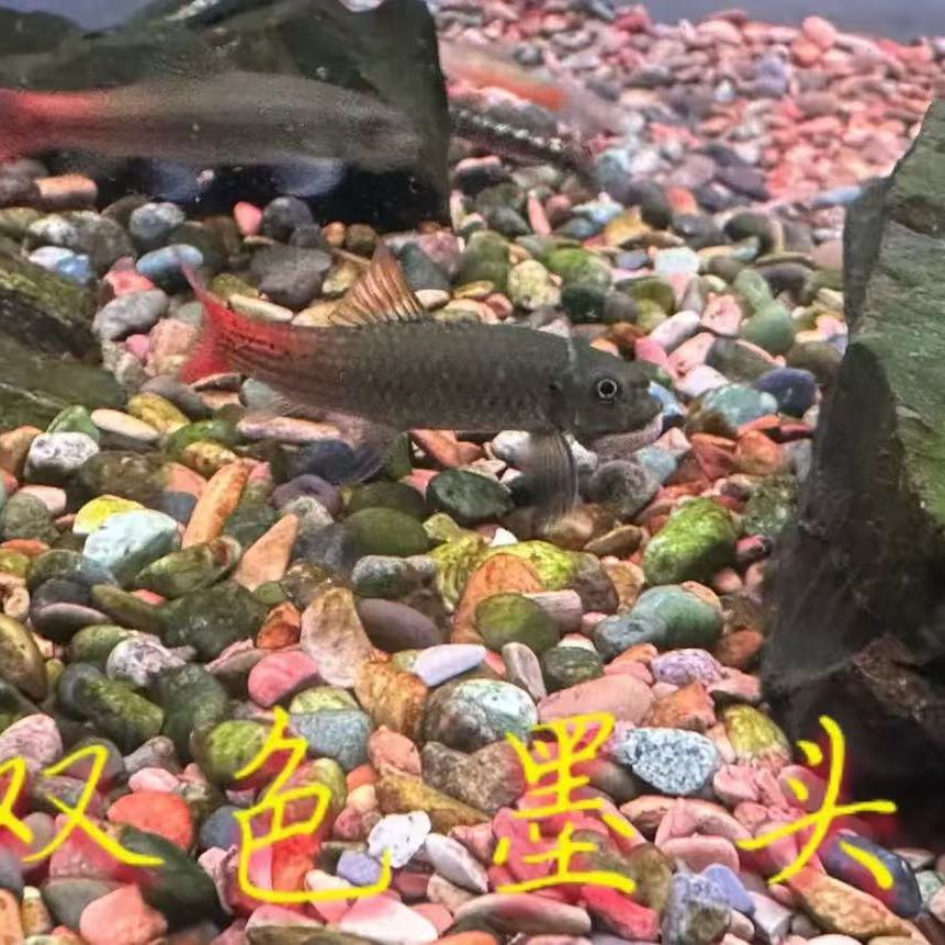 双色墨头彩虹独角仙除藻鱼