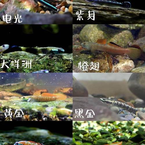 枝桠虾虎韧虾虎电光紫身蓝肚