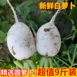 苏北农村老品种新鲜圆白萝卜小圆萝卜白萝卜可生吃可腌制萝卜干