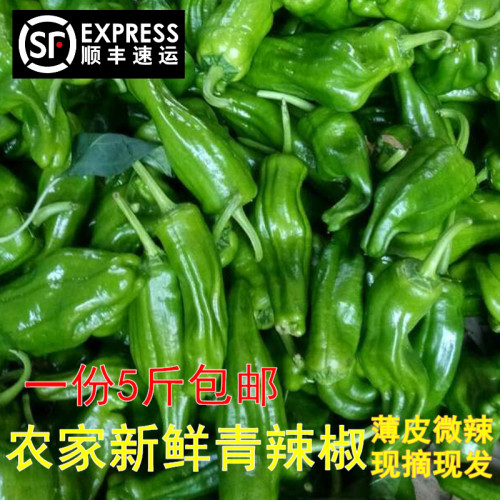 农家自种新鲜青椒时令蔬菜现摘