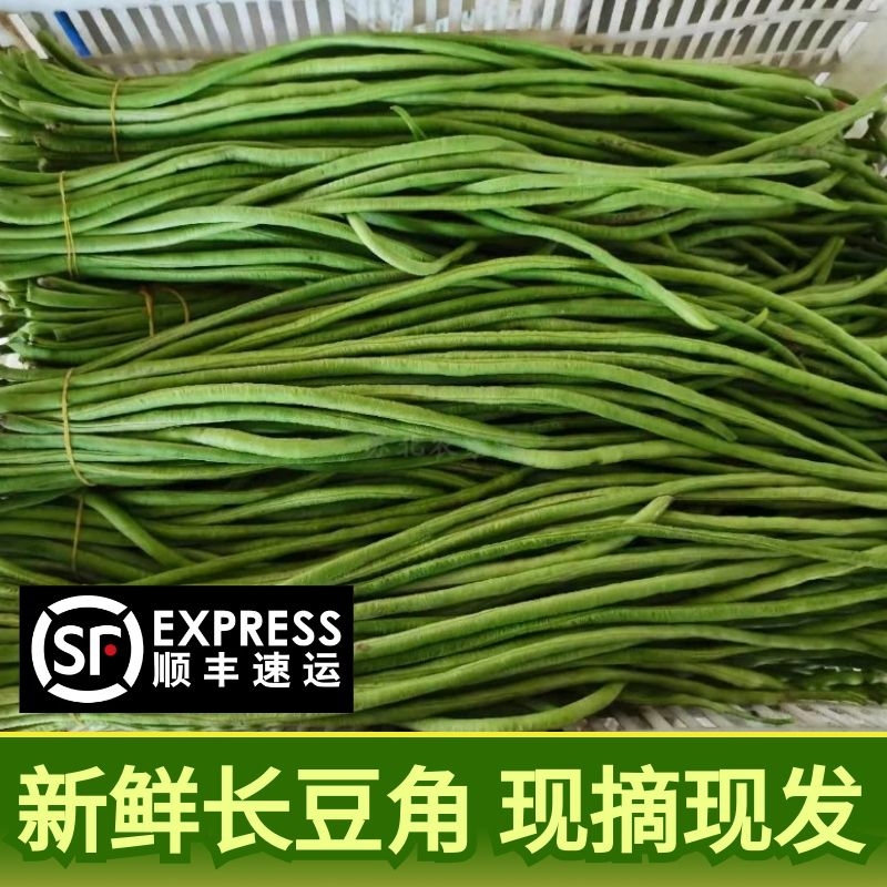 新鲜豇豆长豆角新鲜农家蔬菜自种当季现摘时令蔬菜新鲜菜豆酸豆角