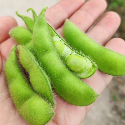 顺丰 包邮新鲜毛豆现摘农家蔬菜带壳新鲜毛豆毛豆新鲜5斤嫩毛豆