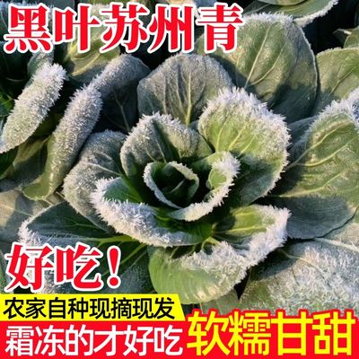 【5斤】苏北霜冻青菜矮脚青菜苏州亲黑叶菜上海青正宗矮脚苏州青