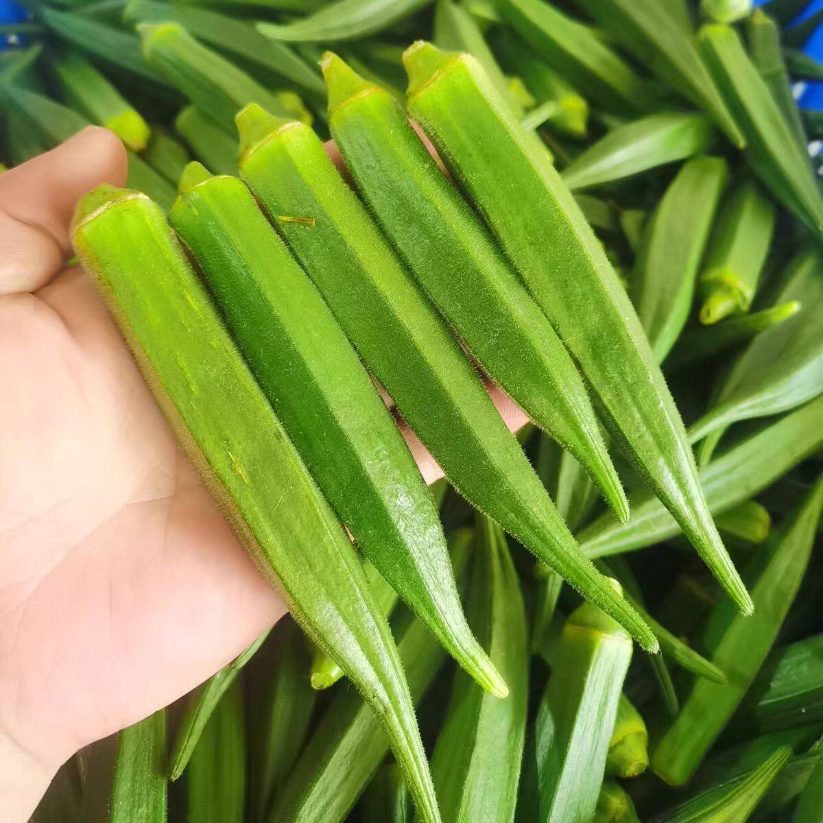 顺丰现摘秋葵新鲜羊豆角脆嫩水果黄秋葵当季农家自种露天蔬菜