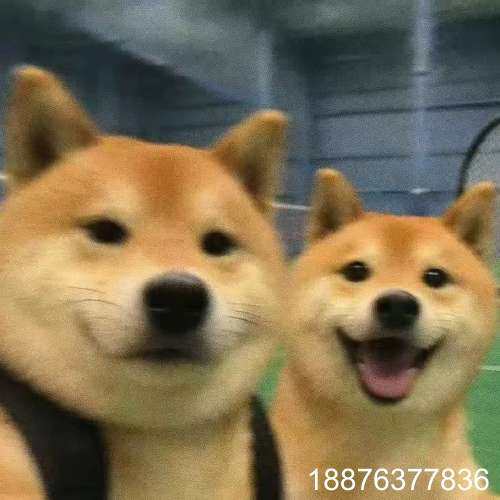 出售全欧TRIOPTICS Pro5 PRO 9议价