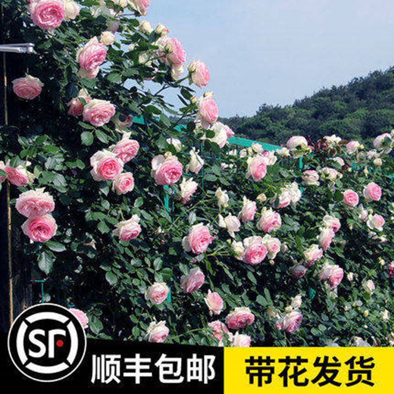 【顺丰包邮】藤本月季花苗爬藤大苗多季开放庭院阳台攀援花卉蔷薇