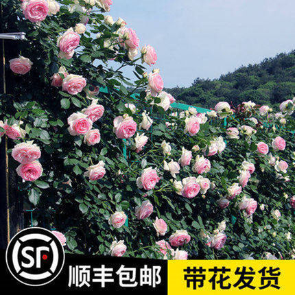 【顺丰包邮】藤本月季花苗爬藤大苗多季开放庭院阳台攀援花卉蔷薇
