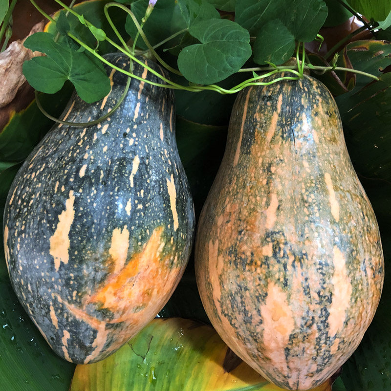 现摘现发 山地自种香芋南瓜 粉甜 皮薄可食 栗子味南瓜 5斤2-3个