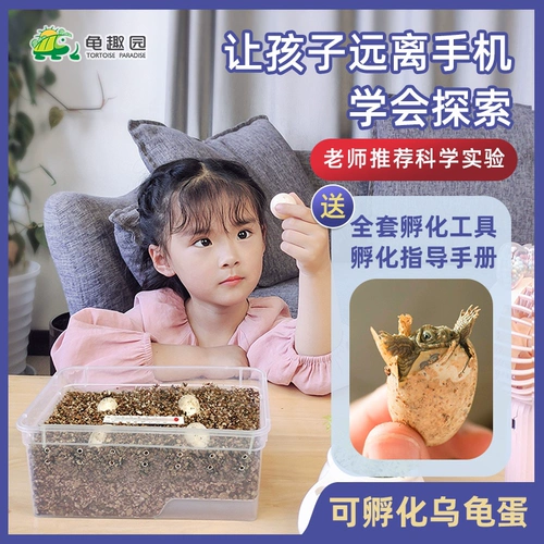 DIY -коробка DIY DIY может вылучать яйца черепах, оплодотворенные яйца, детский научный экспериментальный пакет материалов, маленькая домашняя черепаха