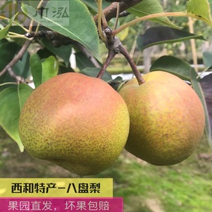 甘肃西和西峪镇八盘梨5斤10斤包邮