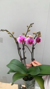 3寸蝴蝶兰绝代双骄（又名第三名）
