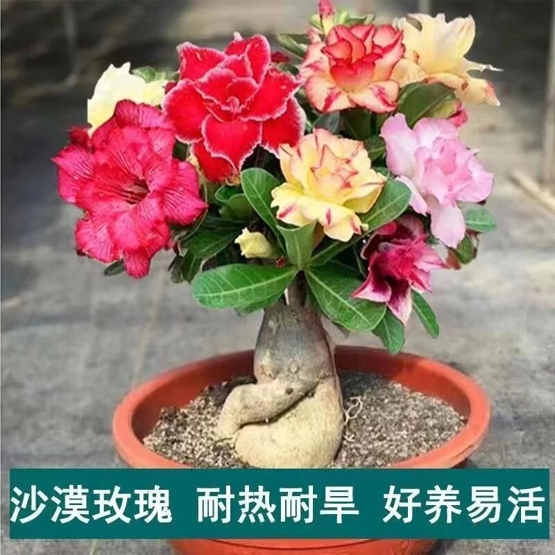 【庭院更漂亮】沙漠玫瑰花小苗盆栽四季花沙漠玫瑰小苗庭院