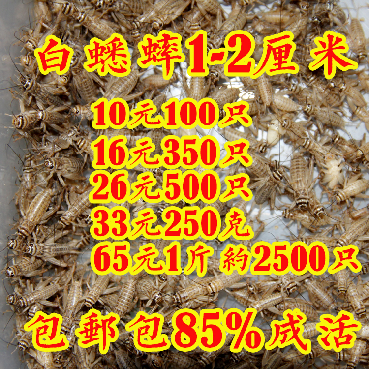 òÐòÐó¬ó°»îÌåËÇÁÏ1-2ÀåÃ×10Ôª100Ö»18Ôª350Ö»28Ôª500Ö»°üÓÊÏÖ»õ¹©