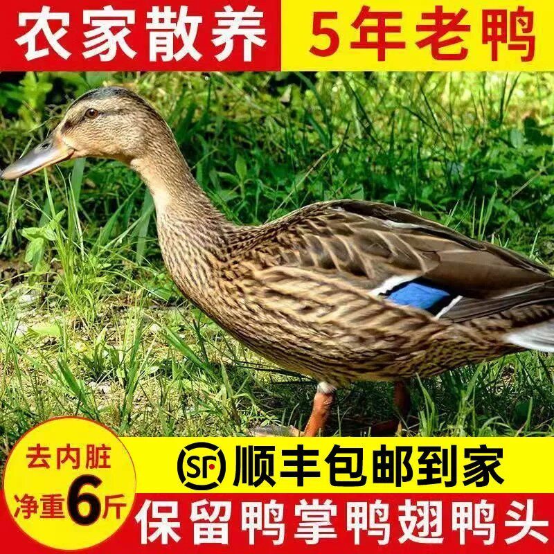 【5年老鸭】顺丰散养老鸭子土鸭鸭麻鸭老鸭新鲜鸭子整老鸭生鲜