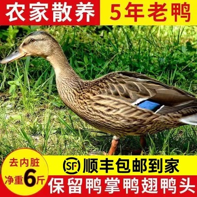 【5年老鸭】顺丰散养老鸭子土鸭鸭麻鸭老鸭新鲜鸭子整老鸭生鲜