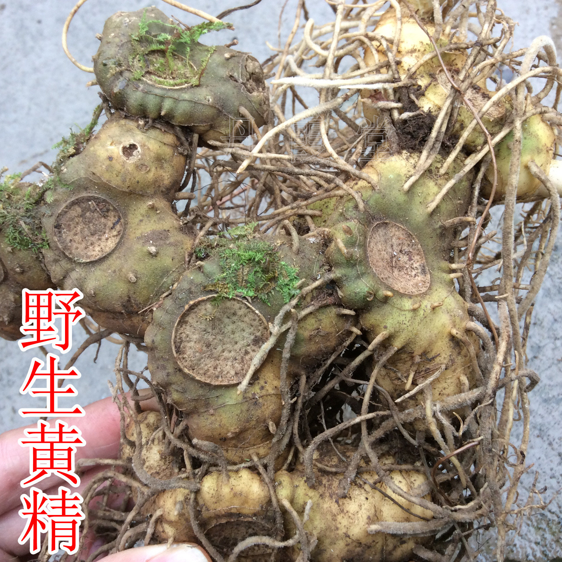 野生新鲜黄精食用老虎鸡头参特级中药材