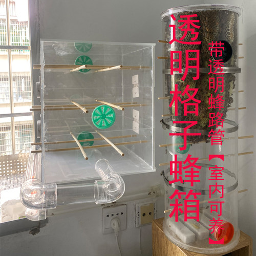 室内家养蜜蜂透明格子蜂箱蜂路透明管一整套诱蜂直播视频展示观赏