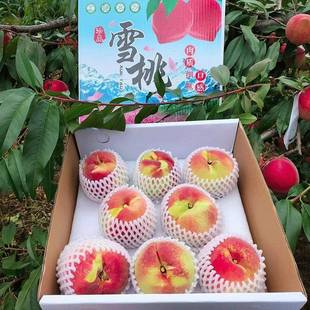 高山雪桃新鲜水果佛寿冬桃当季整箱现摘现发脆桃天山血桃